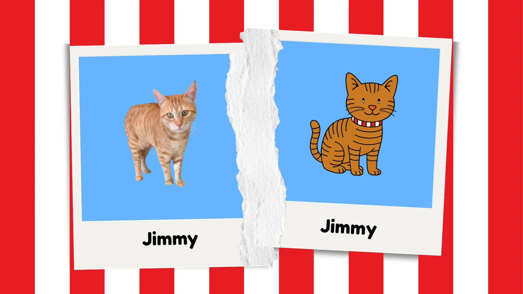 Avant / après — Jimmy, le chat